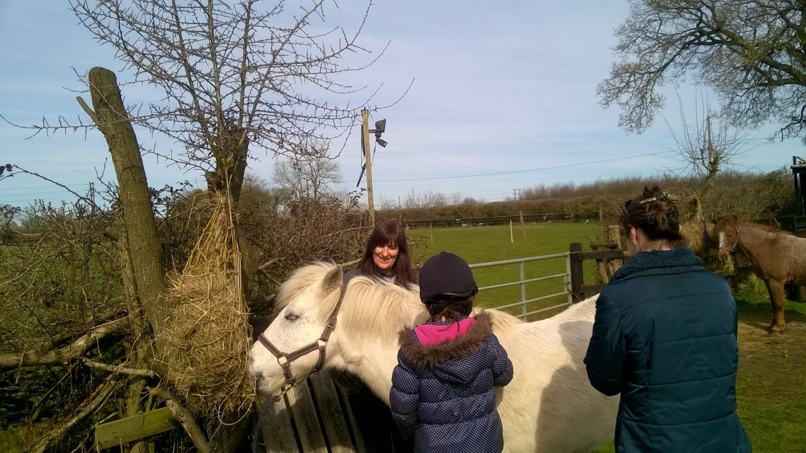 Children's Horse Riding Lesson, Horses in the field  in Bristol & South Gloucestershire