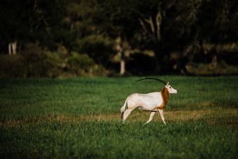 Oryx with long, curved horns walks across a grassy field, trees in background.