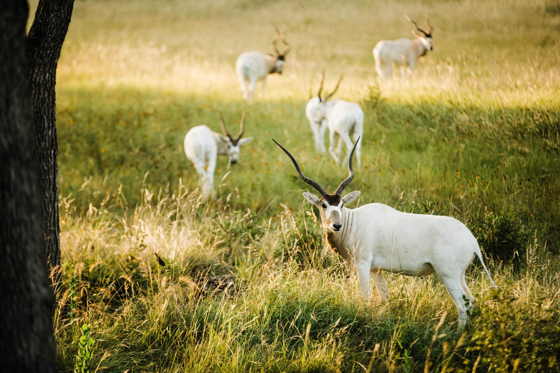 White addax antelopes grazing in tall grass, with one looking towards the viewer.