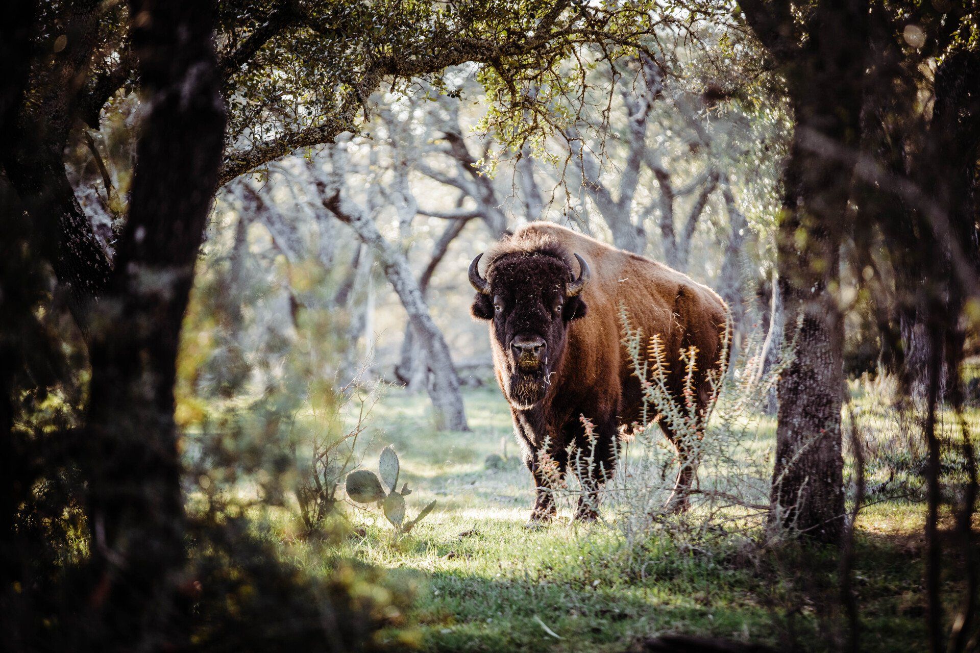 A bison stands in a sunlit forest clearing, framed by trees.