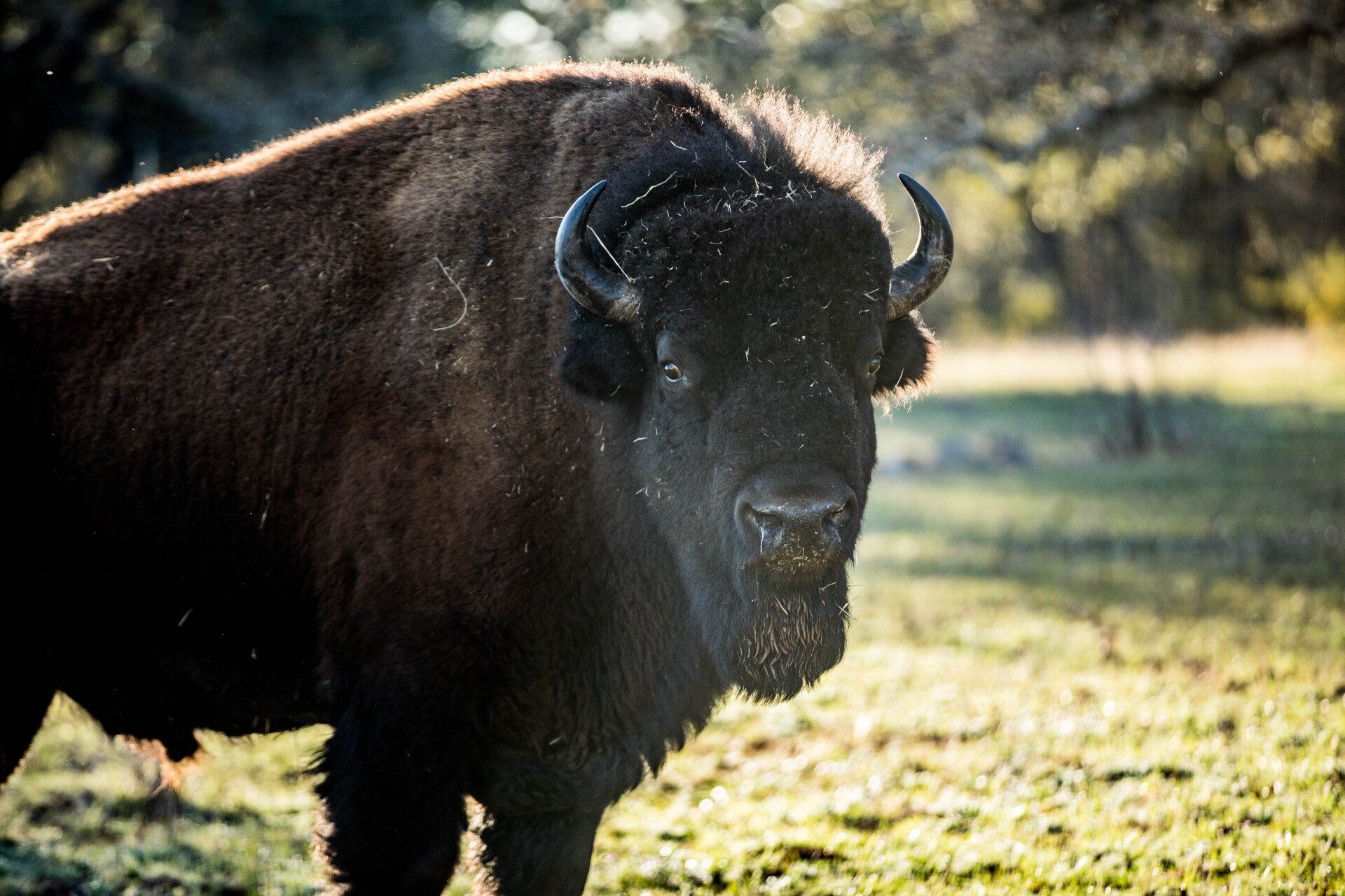 A bison in a grassy field, with dark brown fur and curved horns, facing the camera.