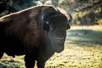 A bison in a grassy field, with dark brown fur and curved horns, facing the camera.