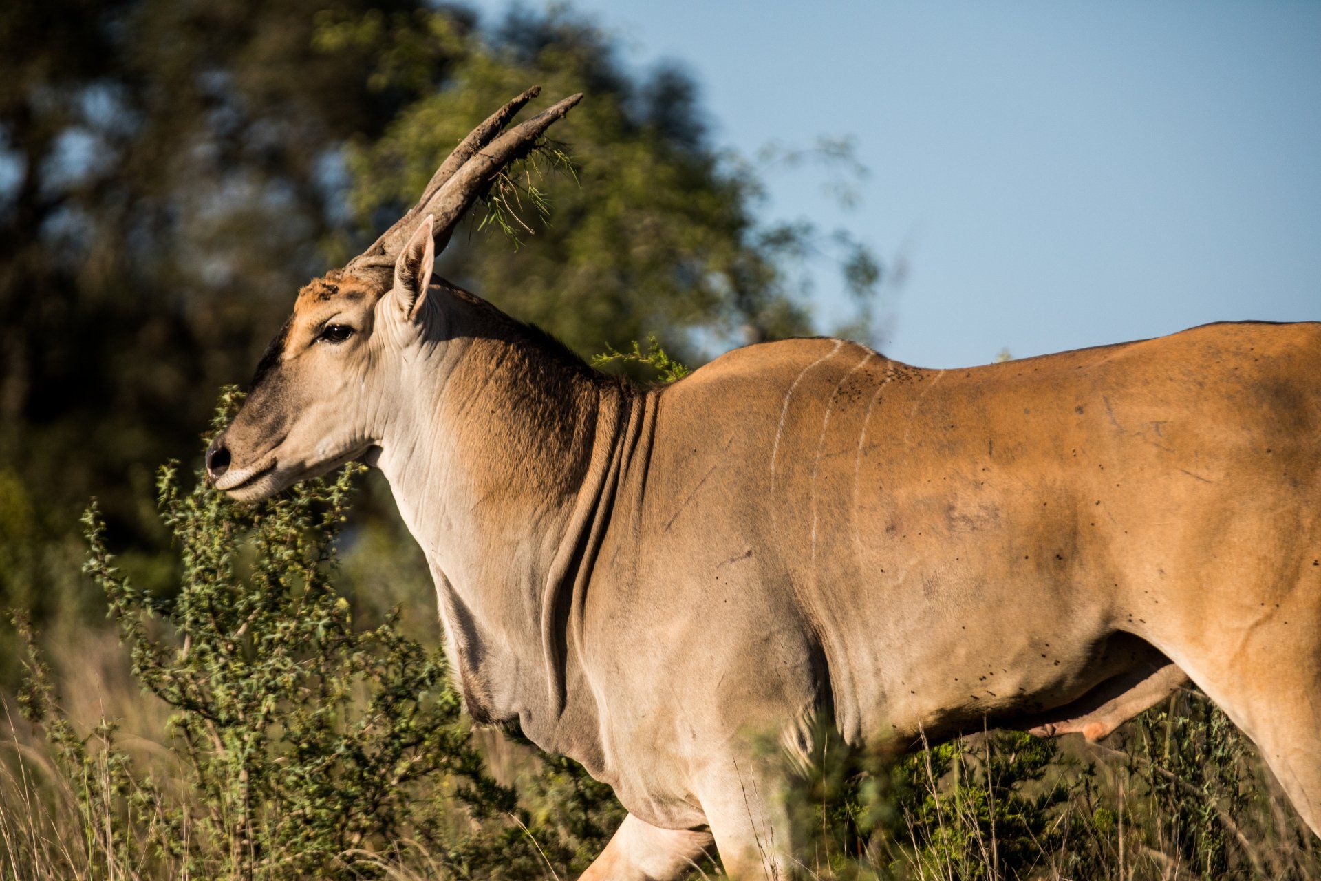Eland grazing on green bushes, tan fur in sunlight.