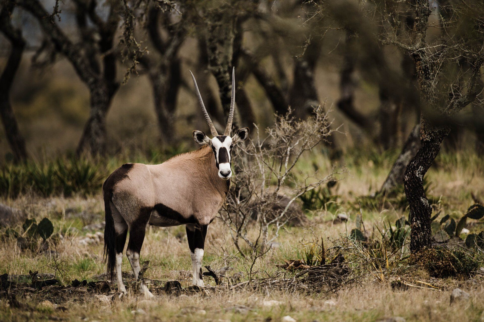 An oryx with long horns stands in a grassy field with trees in the background.