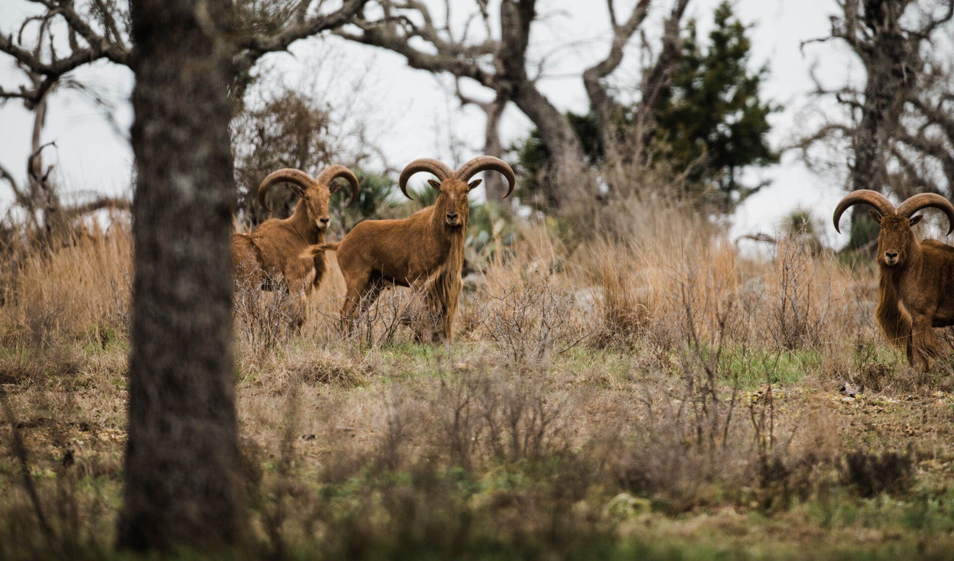 Brown Barbary sheep stand in a grassy field with trees in the background.