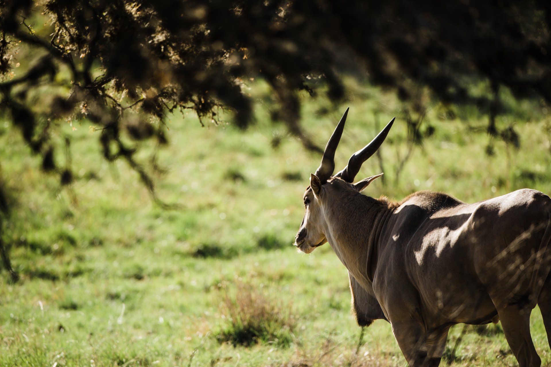 An eland antelope in a grassy field, with horns, beneath shadowed tree branches.