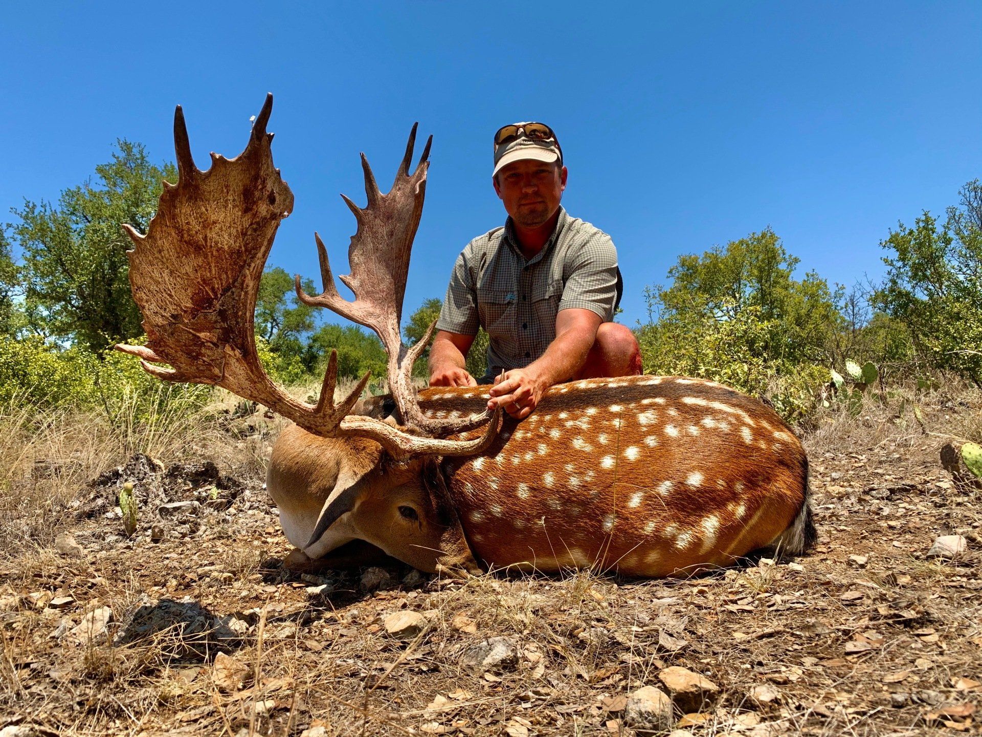 Man kneels next to a large, spotted fallow deer with impressive antlers in a sunny outdoor setting.