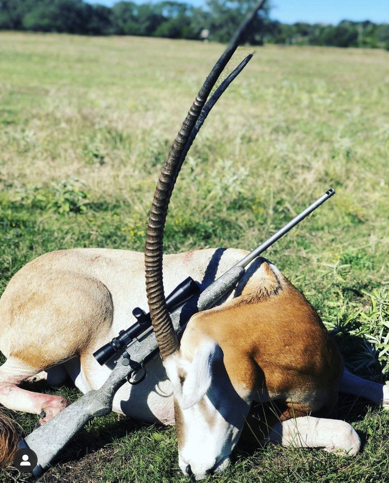Dead oryx with rifle resting on its body in a grassy field.