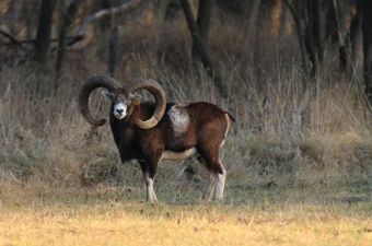 Mouflon ram with large curled horns stands in a field, brown fur, white patch, trees in background.