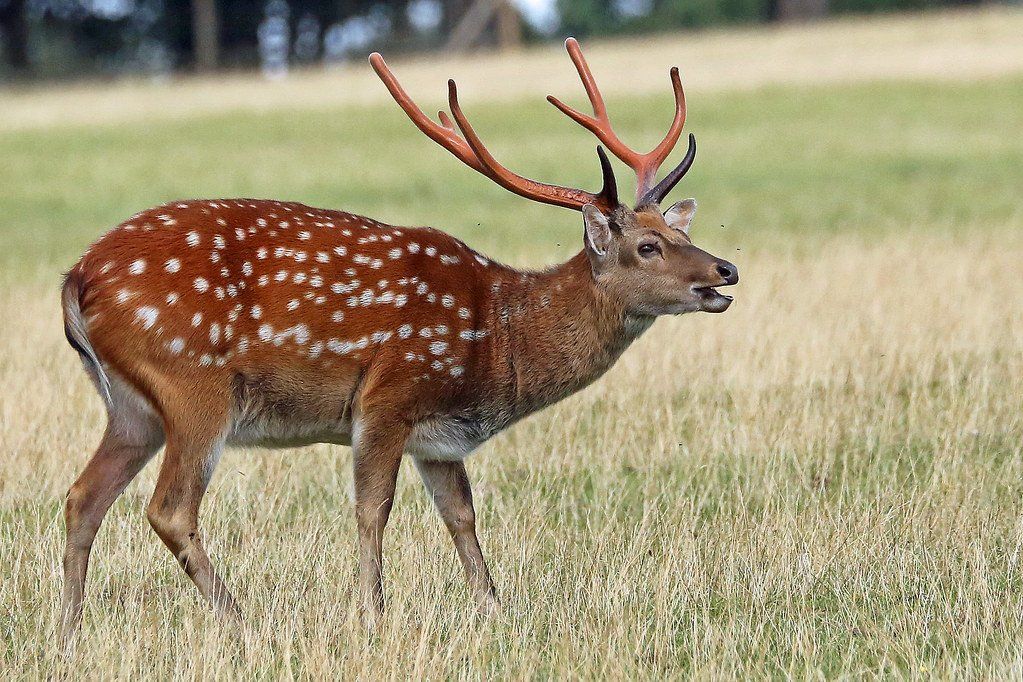 Deer with white spots and large antlers in a grassy field.