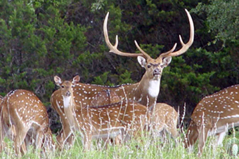Spotted deer herd, large buck with antlers in grass, green foliage background.