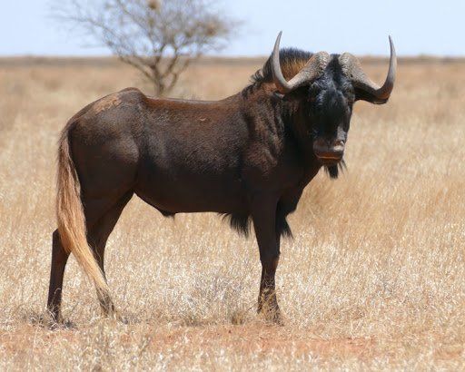 Black wildebeest standing in a grassy field with curved horns and dark fur.