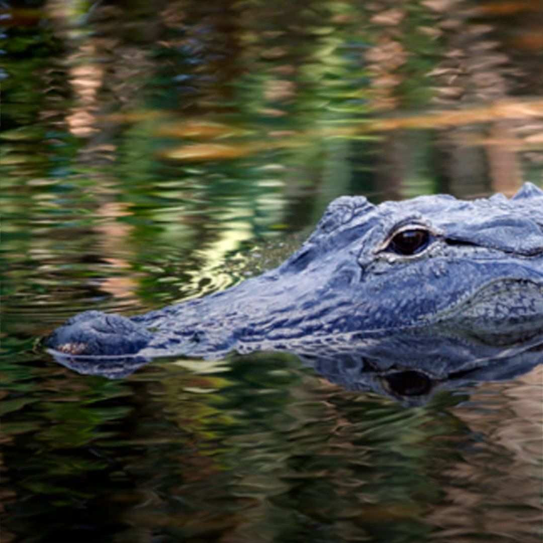 Alligator gliding through dark water with blurred green reflections behind it