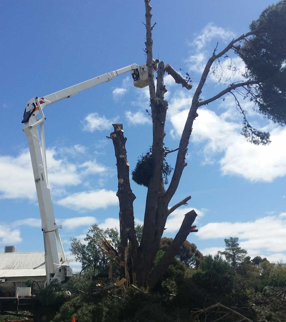man on machine cutting tree