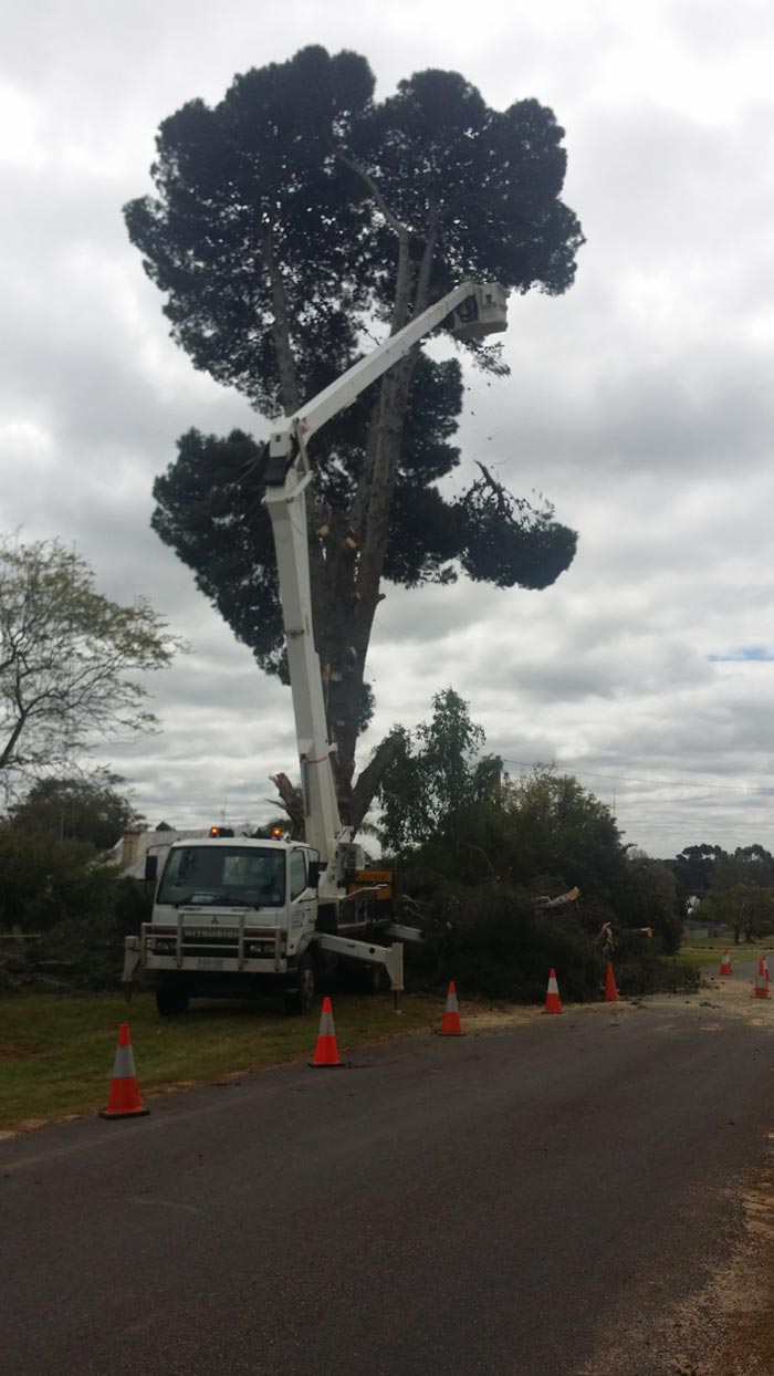 large tree