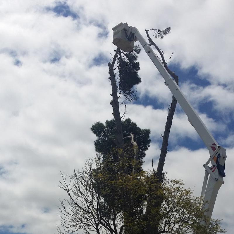 man in a cherry picker near a tree