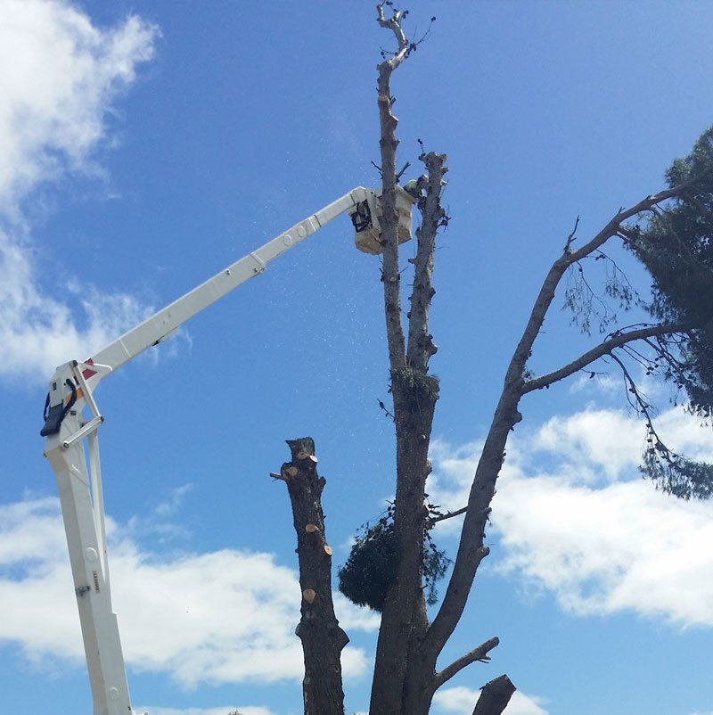man cutting down a large tree