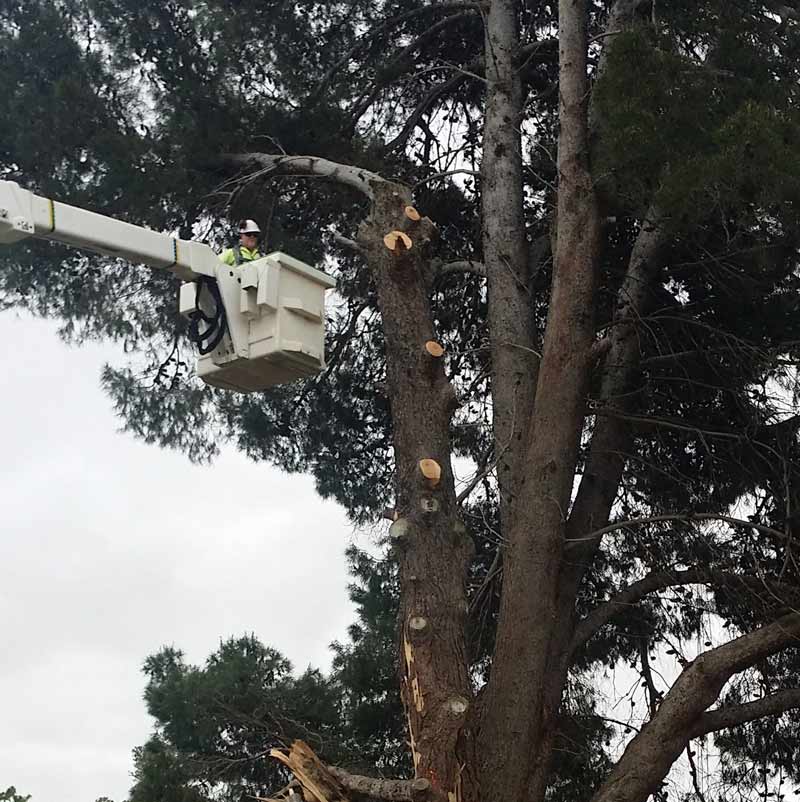 partially cut down tree