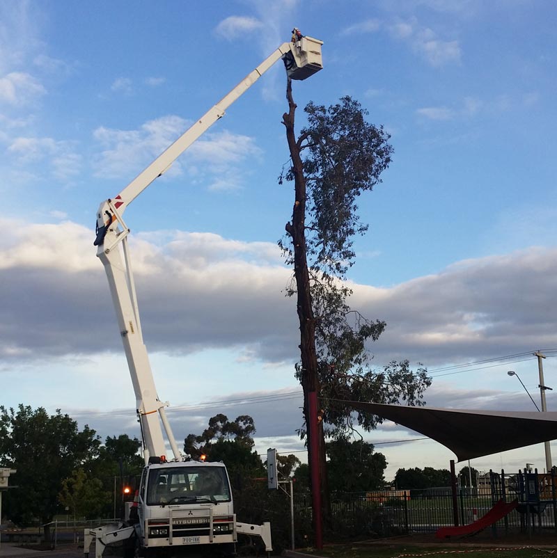 debranching a tall tree