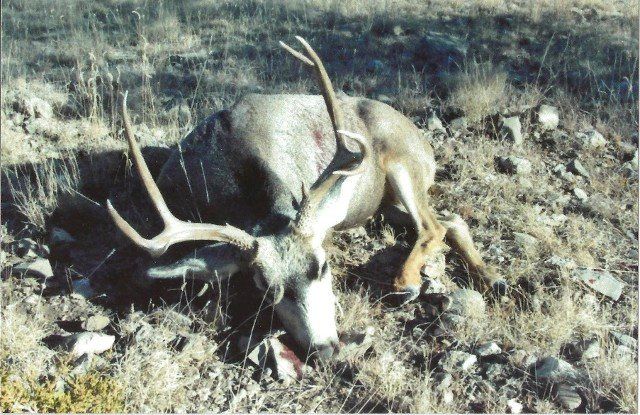 deer hunting