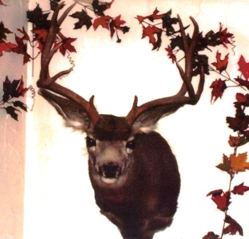 deer head
