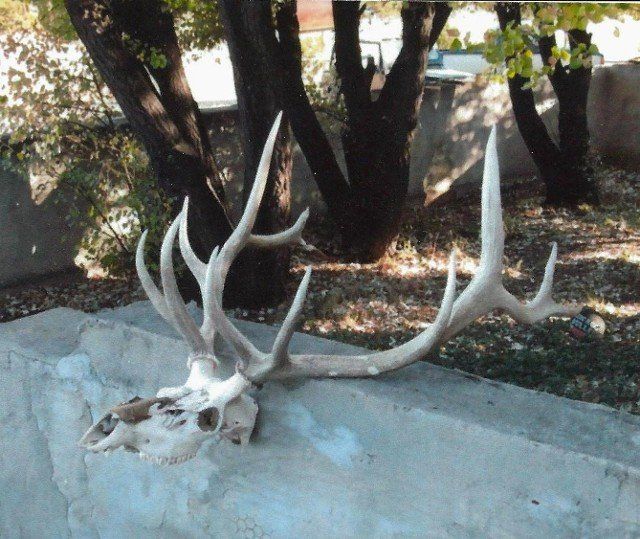 deer antlers