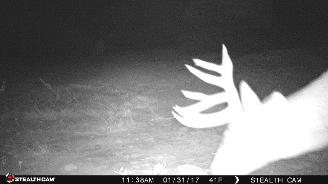 deer