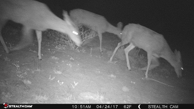 deer