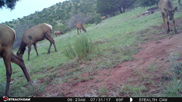 grazing deer
