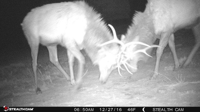 deer