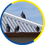 Birds Removal Services