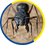 Ants Removal Services