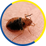 bed bug