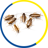 Cockroaches Removal Services