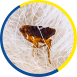 Fleas Removal Services
