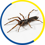 Spiders Removal Services
