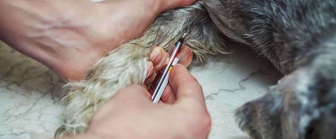 prelievo veterinario