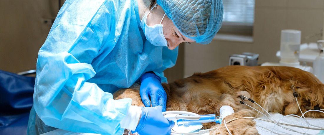 esame diagnostico veterinario