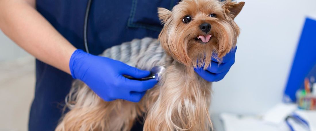 un cane di piccola taglia dal veterinario