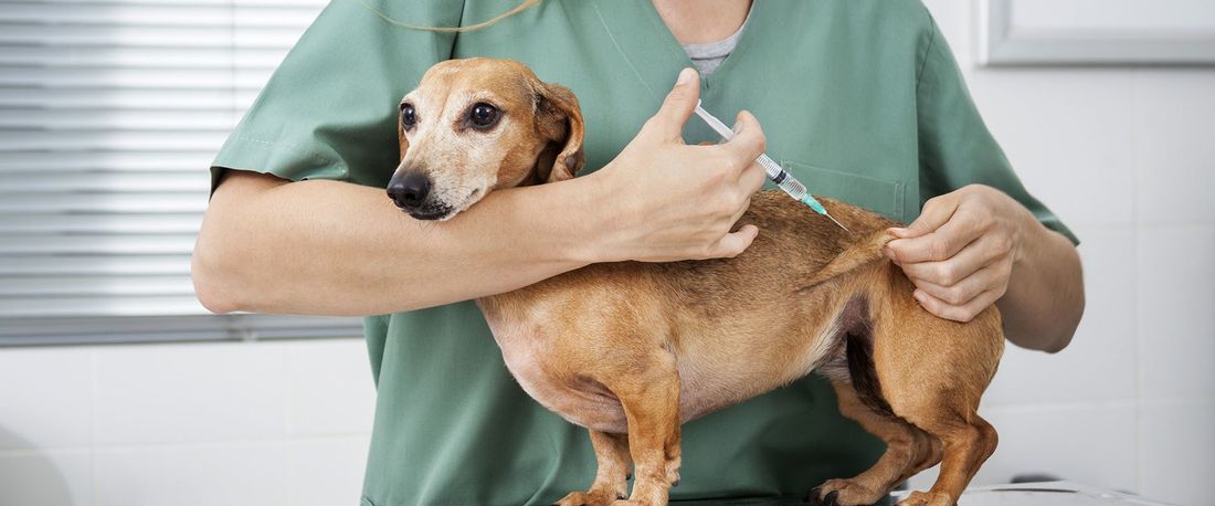 vaccinazione veterinaria