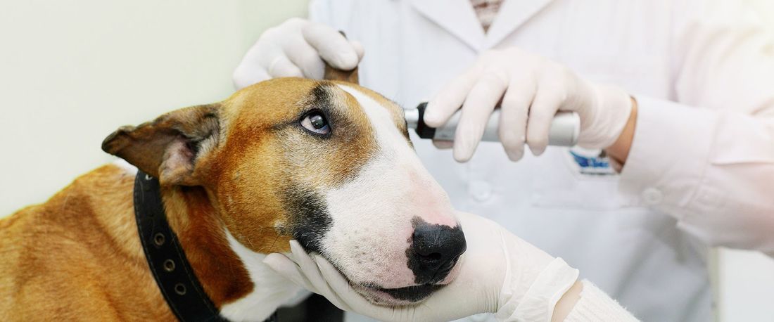 controllo veterinario