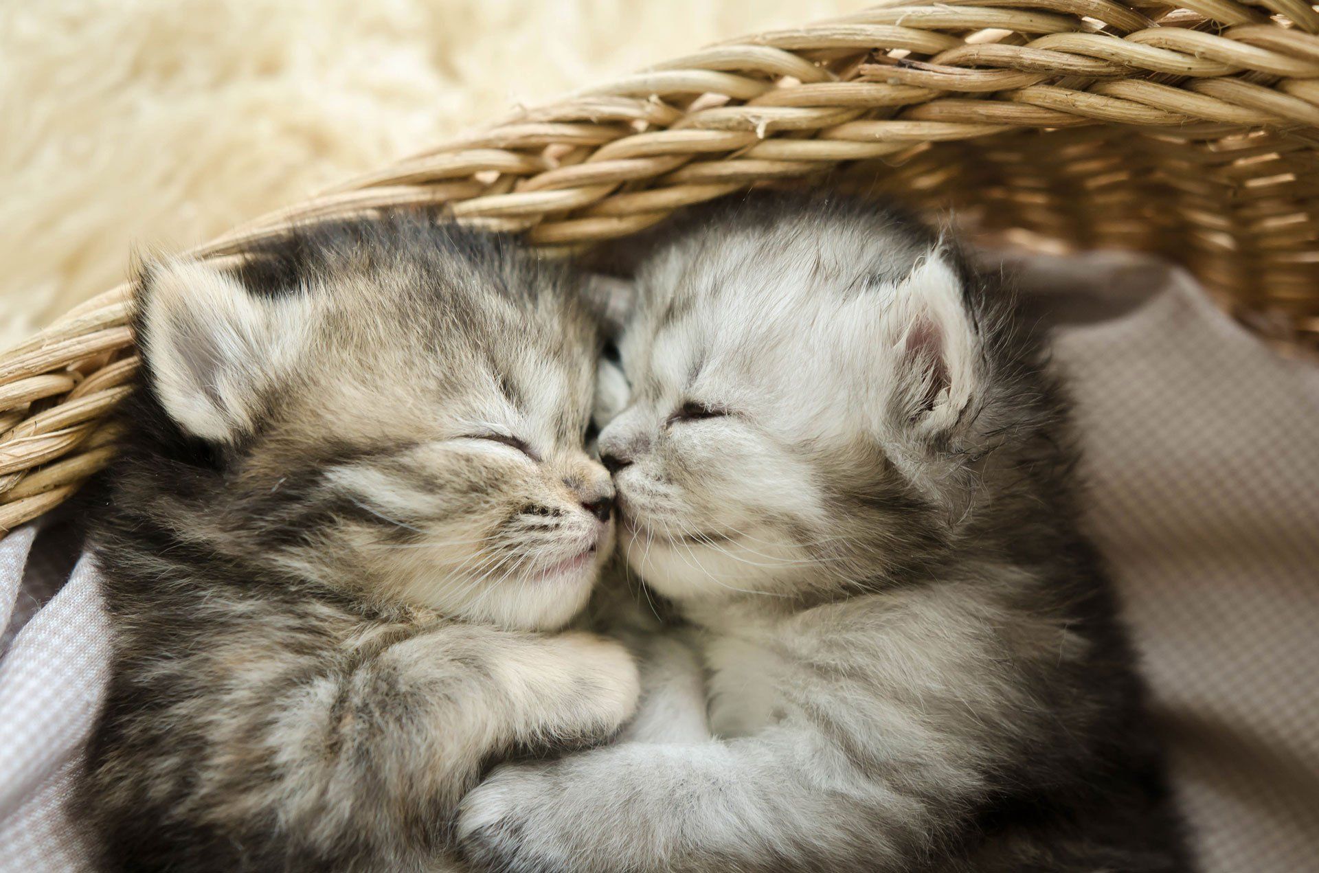 Two Kitten — Arlington, TX — Pet Club