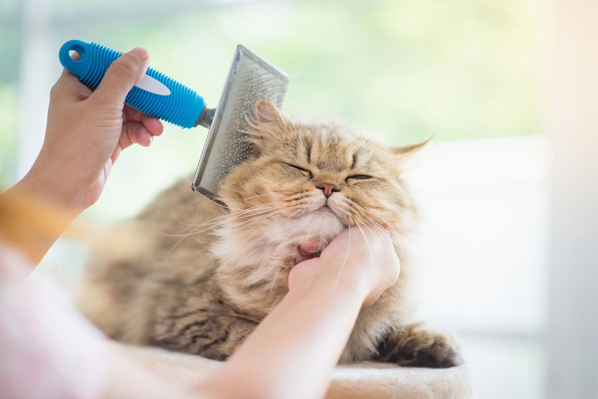 Cat Grooming Service — Arlington, TX — Pet Club