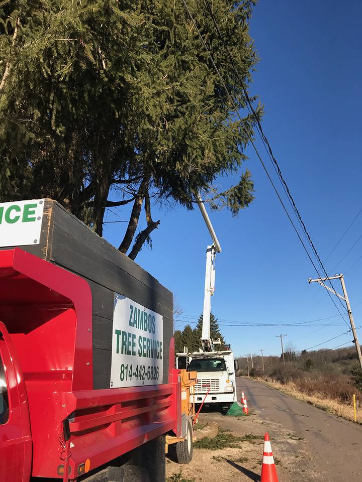Tree Maintenance — Gardener Pruning Trees with Pruning Shears in Somerset, PA