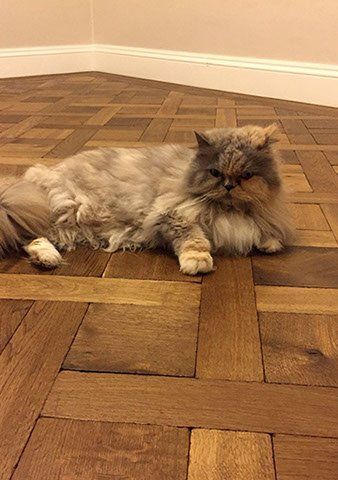 Cat on floor 1