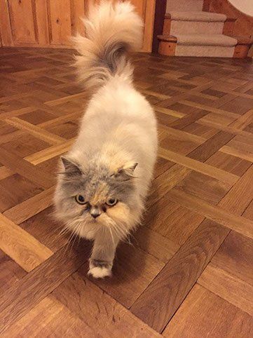 Cat on floor 2