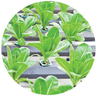 To get sprouting shrubs and plants in Armagh call 02837 522 594 Plants growing in nursery