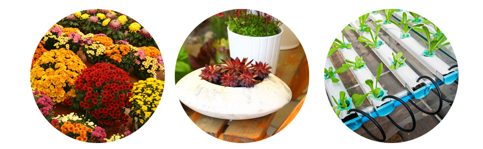 For a quality garden centre in Armagh call 02837 522 594 colourful garden plants