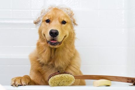 Cane
