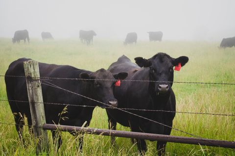 Livestock Water Cleaning